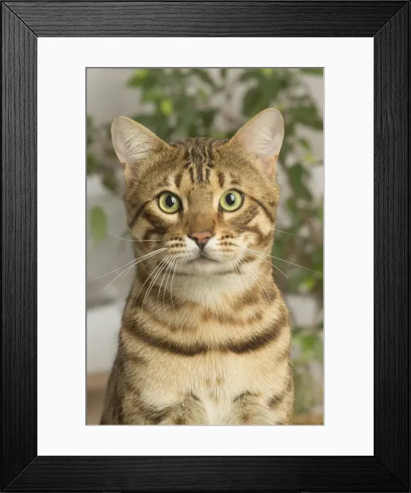 Framed Print : 13131891. Bengal cat indoors Date Framed Print : 13131891. Bengal cat indoors Date