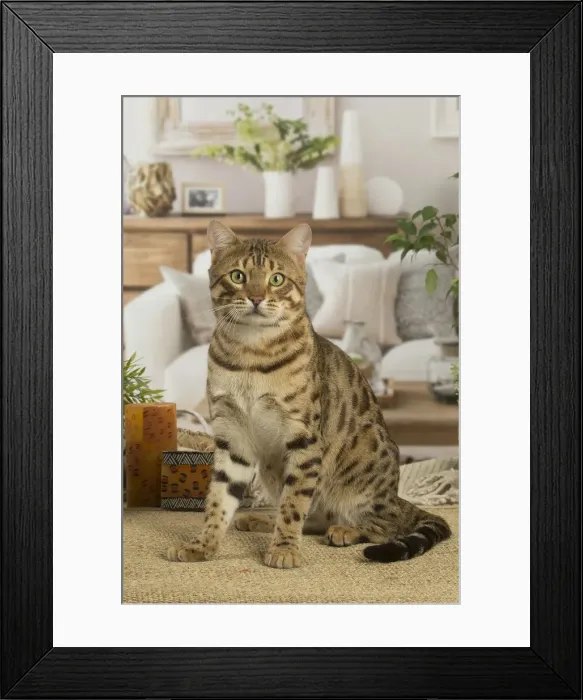 Framed Print : 13131892. Bengal cat indoors Date Framed Print : 13131892. Bengal cat indoors Date