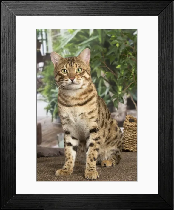 Framed Print : 13131893. Bengal cat indoors Date Framed Print : 13131893. Bengal cat indoors Date