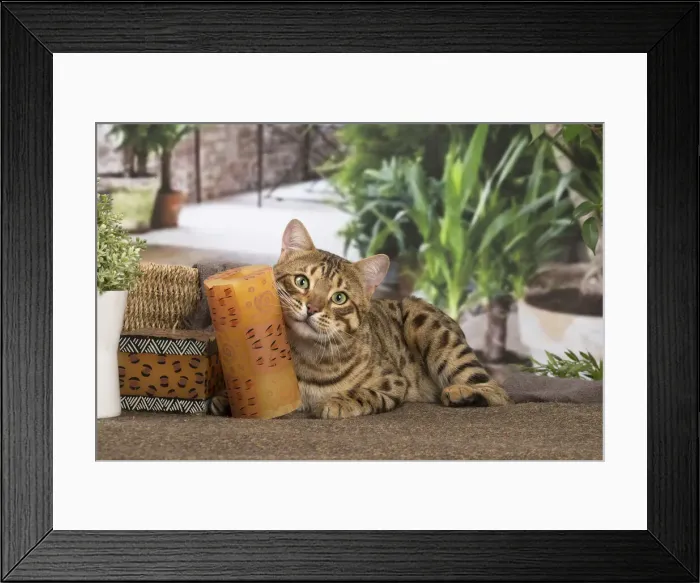 Framed Print : 13131894. Bengal cat indoors Date Framed Print : 13131894. Bengal cat indoors Date