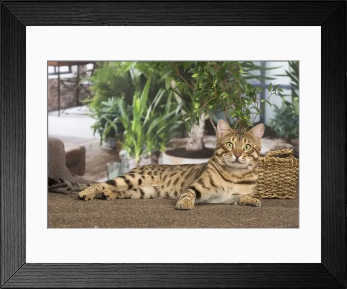 Framed Print : 13131895. Bengal cat indoors Date Framed Print : 13131895. Bengal cat indoors Date