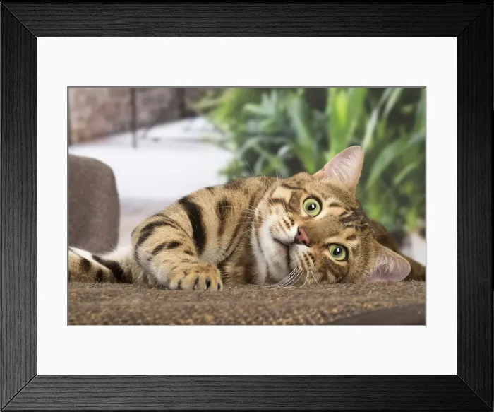 Framed Print : 13131896. Bengal cat indoors Date