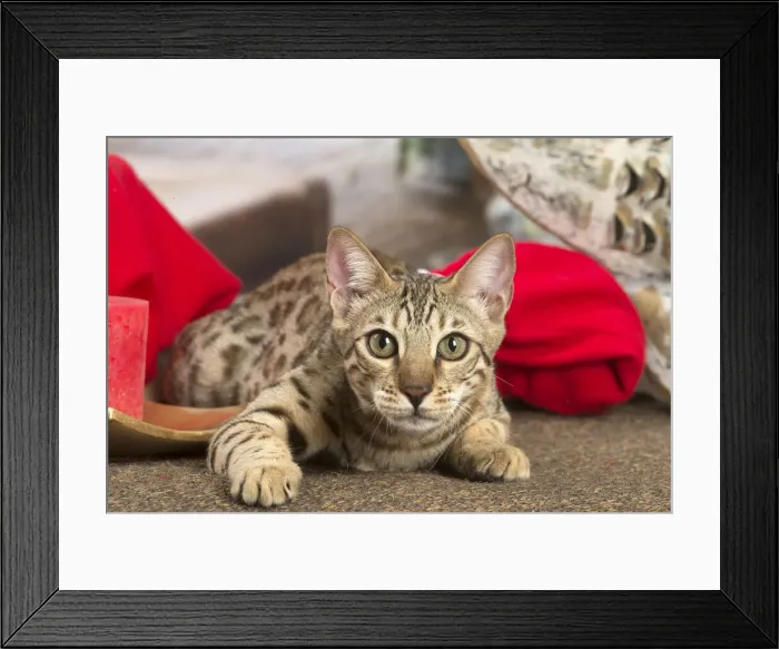 Framed Print : 13131897. Bengal cat indoors Date Framed Print : 13131897. Bengal cat indoors Date