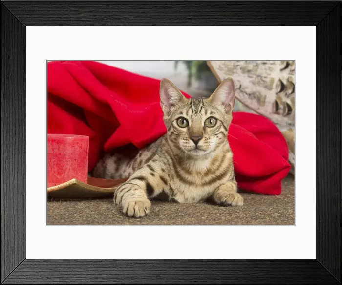 Framed Print : 13131898. Bengal cat indoors Date Framed Print : 13131898. Bengal cat indoors Date