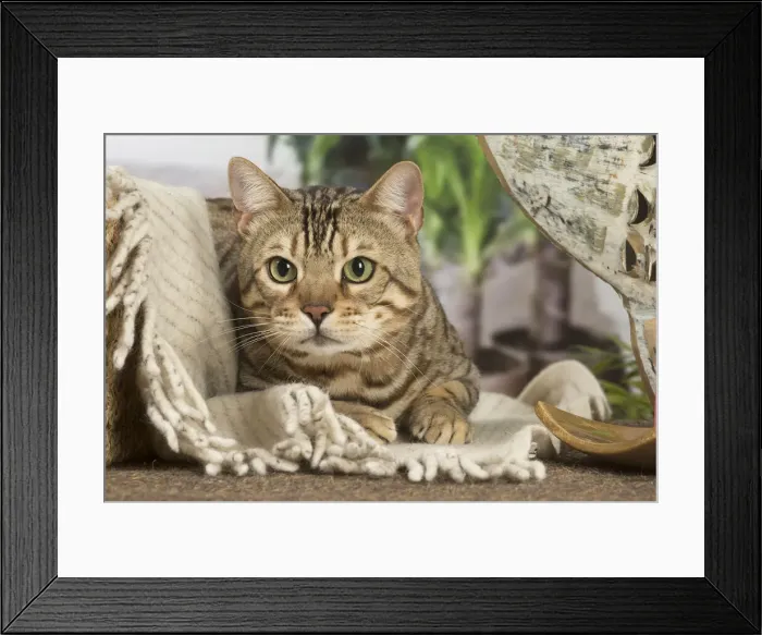 Framed Print : 13131900. Bengal cat indoors Date Framed Print : 13131900. Bengal cat indoors Date