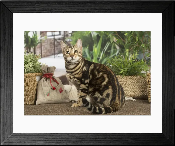 Framed Print : 13131901. Bengal cat indoors Date Framed Print : 13131901. Bengal cat indoors Date