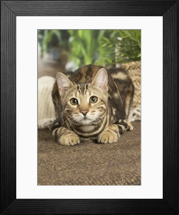 Framed Print : 13131902. Bengal cat indoors Date Framed Print : 13131902. Bengal cat indoors Date