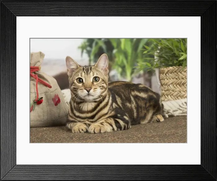 Framed Print : 13131903. Bengal cat indoors Date Framed Print : 13131903. Bengal cat indoors Date