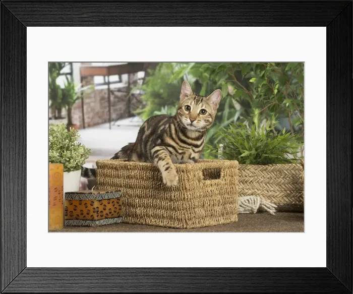 Framed Print : 13131904. Bengal cat indoors Date Framed Print : 13131904. Bengal cat indoors Date