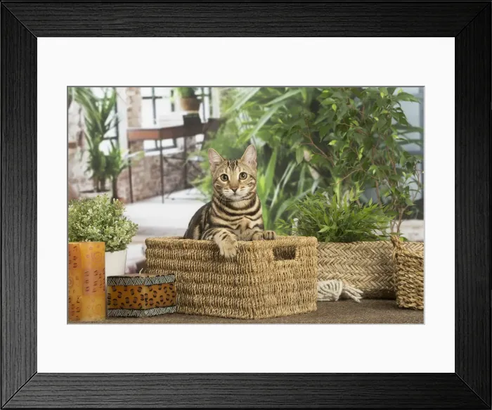 Framed Print : 13131905. Bengal cat indoors Date Framed Print : 13131905. Bengal cat indoors Date