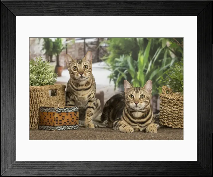 Framed Print : 13131906. Bengal cats indoors Date Framed Print : 13131906. Bengal cats indoors Date