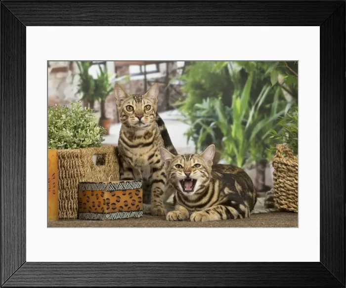 Framed Print : 13131907. Bengal cats indoors Date Framed Print : 13131907. Bengal cats indoors Date