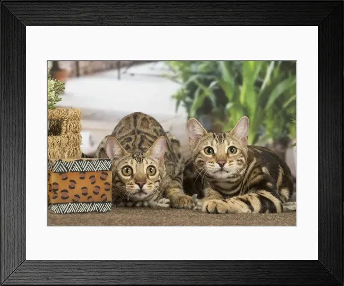 Framed Print : 13131908. Bengal cats indoors Date Framed Print : 13131908. Bengal cats indoors Date