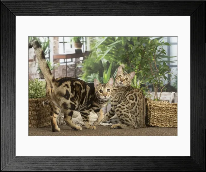 Framed Print : 13131909. Bengal cats indoors Date Framed Print : 13131909. Bengal cats indoors Date