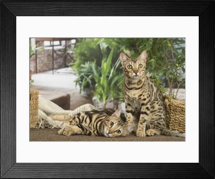 Framed Print : 13131910. Bengal cats indoors Date Framed Print : 13131910. Bengal cats indoors Date