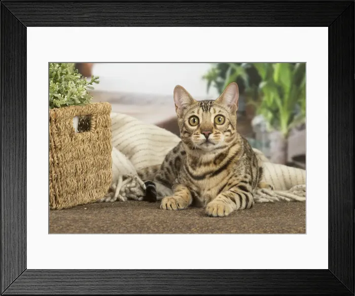 Framed Print : 13131911. Bengal cat indoors Date Framed Print : 13131911. Bengal cat indoors Date