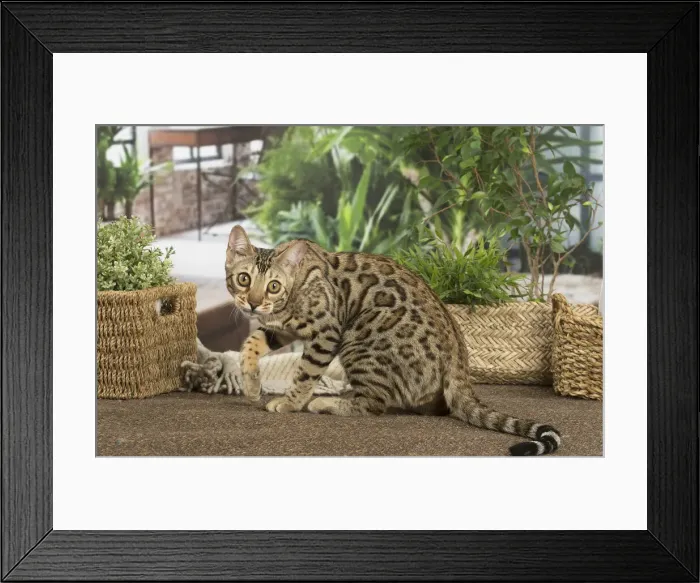 Framed Print : 13131912. Bengal cat indoors Date Framed Print : 13131912. Bengal cat indoors Date