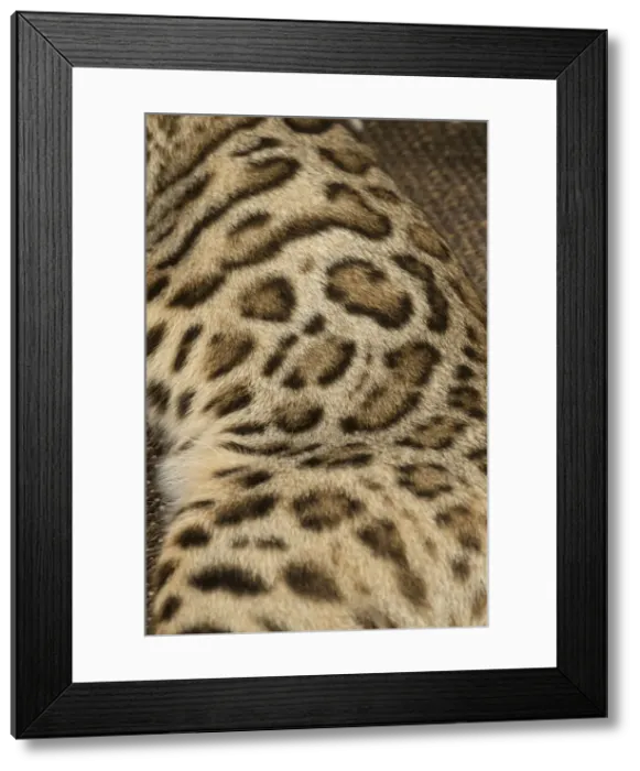 Framed Print : 13131913. Bengal cat indoors Date Framed Print : 13131913. Bengal cat indoors Date