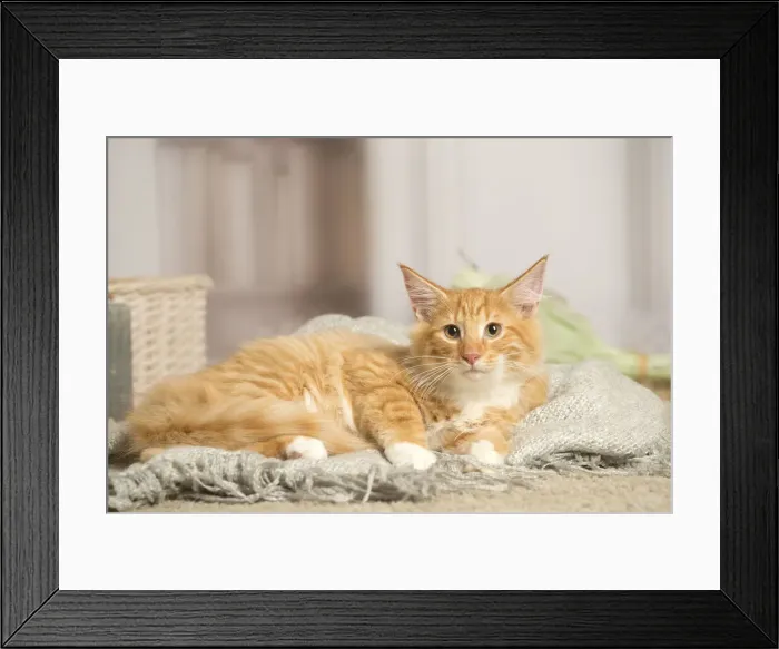 Framed Print : 13131915. Maine Coon cat indoors Date Framed Print : 13131915. Maine Coon cat indoors Date