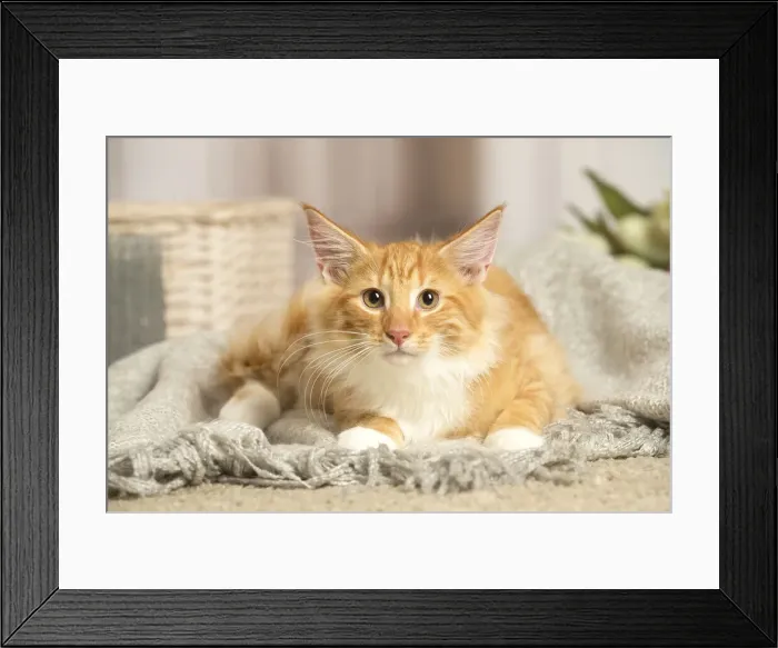 Framed Print : 13131916. Maine Coon cat indoors Date Framed Print : 13131916. Maine Coon cat indoors Date