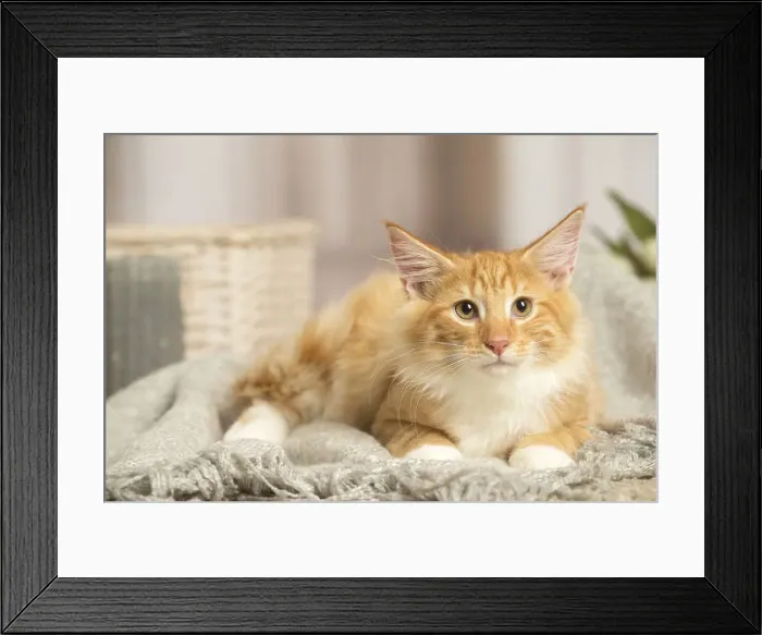 Framed Print : 13131917. Maine Coon cat indoors Date Framed Print : 13131917. Maine Coon cat indoors Date
