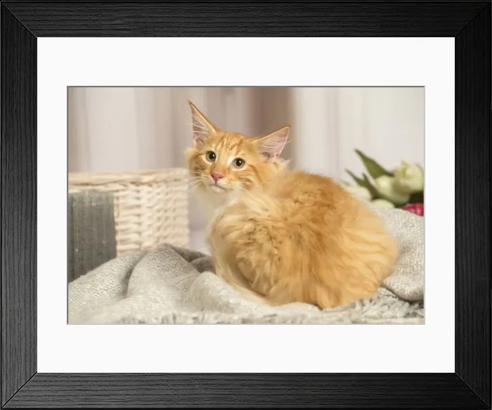 Framed Print : 13131918. Maine Coon cat indoors Date Framed Print : 13131918. Maine Coon cat indoors Date