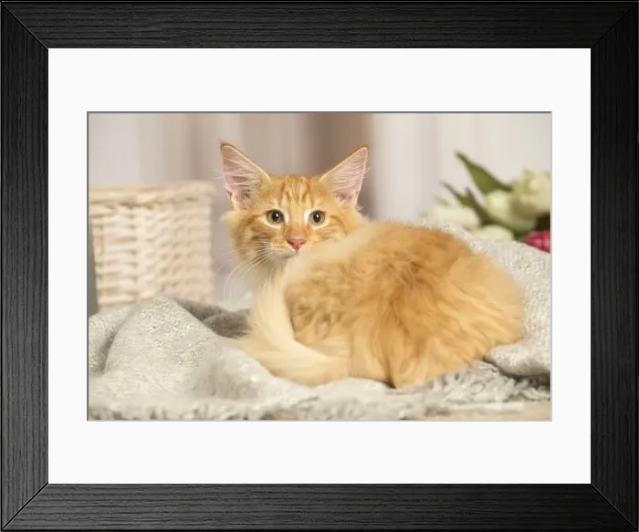 Framed Print : 13131919. Maine Coon cat indoors Date Framed Print : 13131919. Maine Coon cat indoors Date