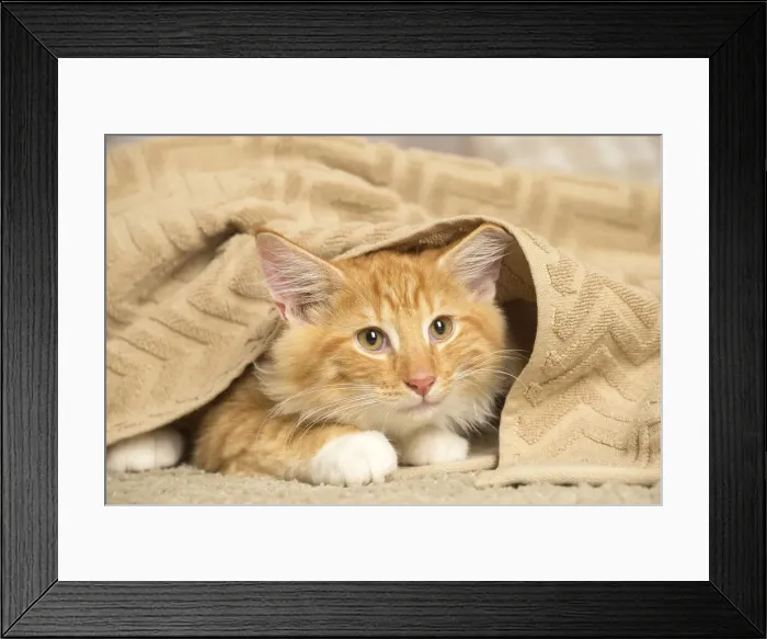 Framed Print : 13131920. Maine Coon cat indoors Date Framed Print : 13131920. Maine Coon cat indoors Date