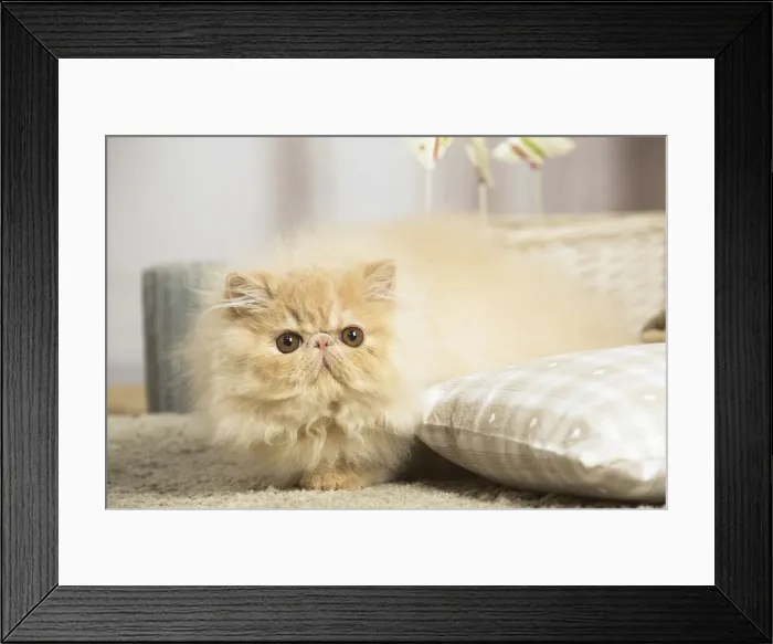 Framed Print : 13131921. Cream Persian cat indoors Date Framed Print : 13131921. Cream Persian cat indoors Date