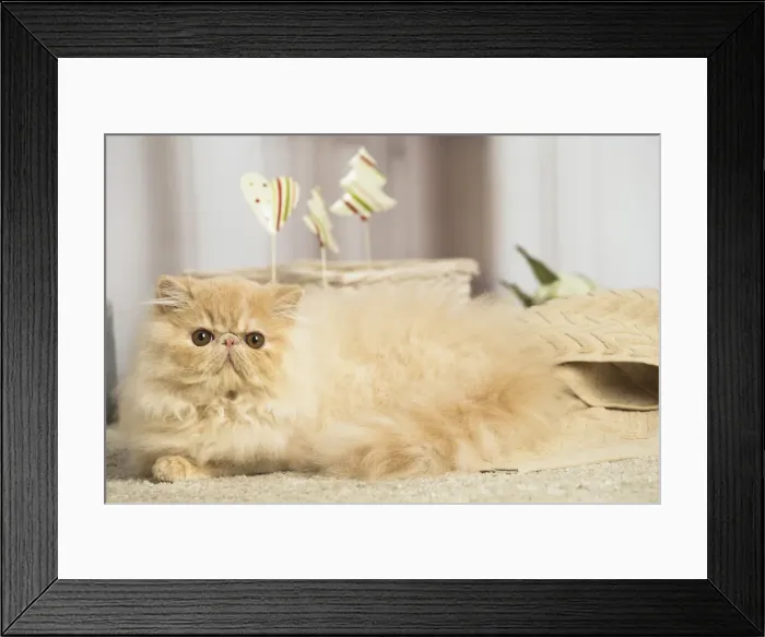 Framed Print : 13131922. Cream Persian cat indoors Date Framed Print : 13131922. Cream Persian cat indoors Date