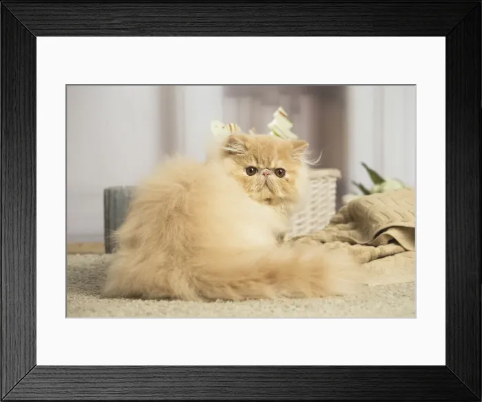 Framed Print : 13131923. Cream Persian cat indoors Date Framed Print : 13131923. Cream Persian cat indoors Date