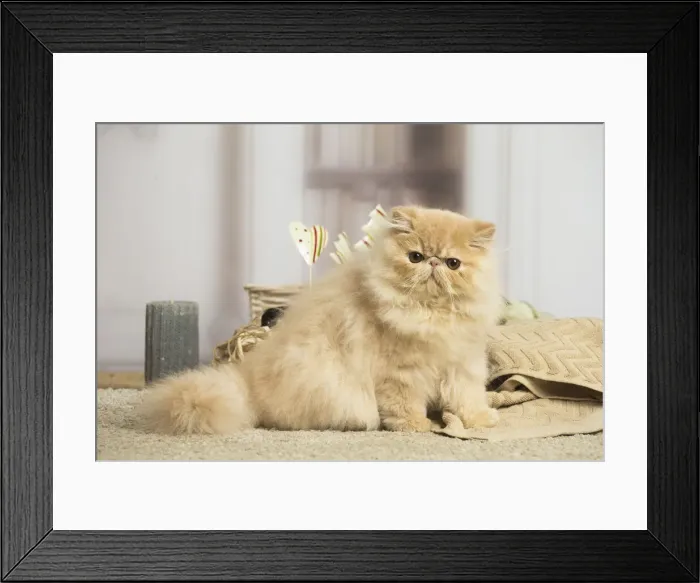 Framed Print : 13131924. Cream Persian cat indoors Date Framed Print : 13131924. Cream Persian cat indoors Date