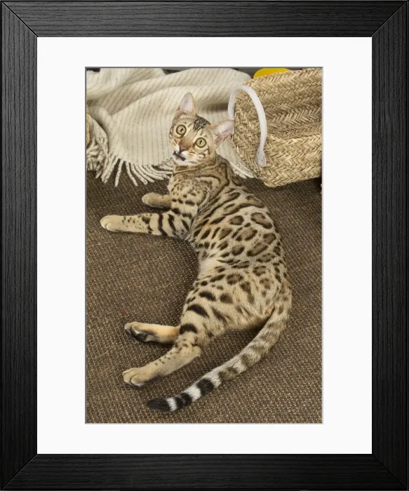 Framed Print : 13131914. Bengal cat indoors Date Framed Print : 13131914. Bengal cat indoors Date