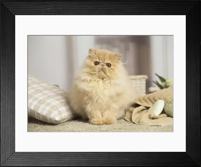 Framed Print : 13131926. Cream Persian cat indoors Date Framed Print : 13131926. Cream Persian cat indoors Date