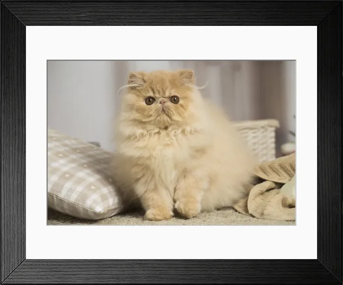 Framed Print : 13131927. Cream Persian cat indoors Date Framed Print : 13131927. Cream Persian cat indoors Date