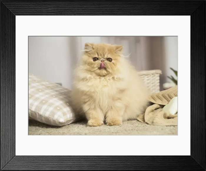Framed Print : 13131928. Cream Persian cat indoors Date Framed Print : 13131928. Cream Persian cat indoors Date