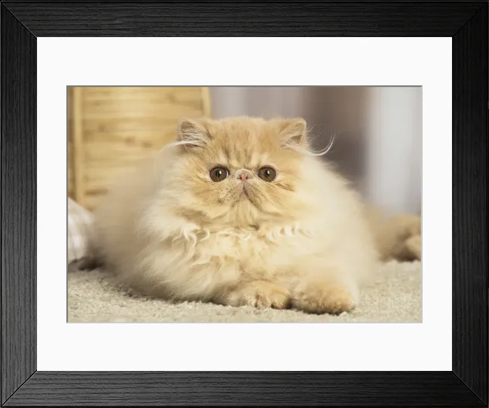 Framed Print : 13131929. Cream Persian cat indoors Date Framed Print : 13131929. Cream Persian cat indoors Date