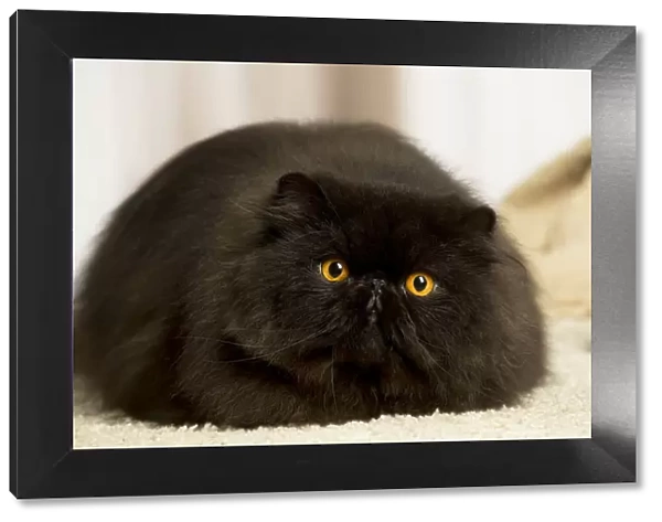13131930. Black Persian cat indoors Date