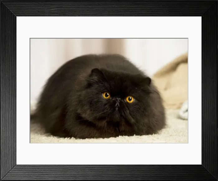 Framed Print : 13131930. Black Persian cat indoors Date Framed Print : 13131930. Black Persian cat indoors Date