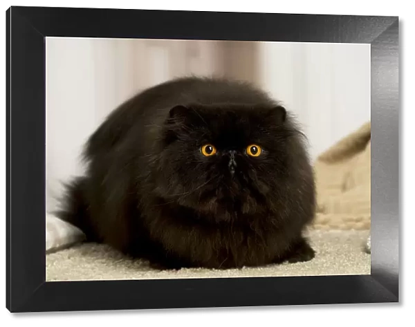 13131931. Black Persian cat indoors Date