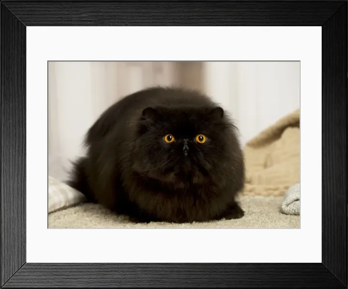 Framed Print : 13131931. Black Persian cat indoors Date Framed Print : 13131931. Black Persian cat indoors Date