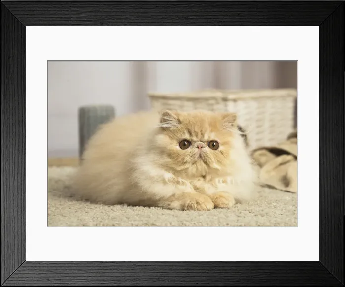 Framed Print : 13131925. Cream Persian cat indoors Date Framed Print : 13131925. Cream Persian cat indoors Date