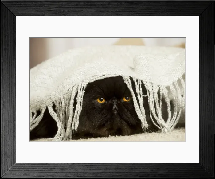 Framed Print : 13131933. Black Persian cat indoors Date Framed Print : 13131933. Black Persian cat indoors Date