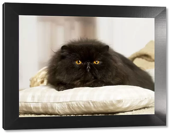 13131934. Black Persian cat indoors Date