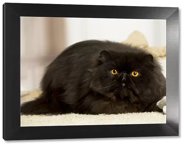 13131932. Black Persian cat indoors Date