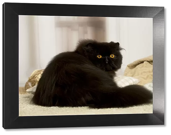 13131937. Black Persian cat indoors Date