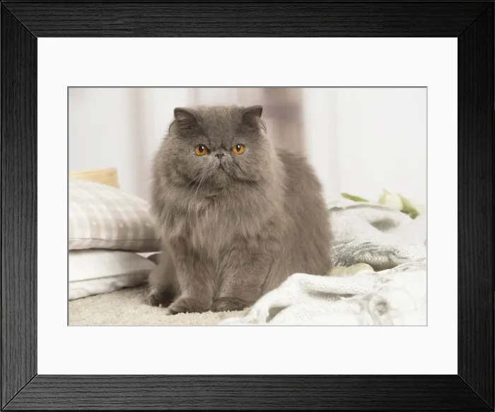 Framed Print : 13131944. Blue Persian cat indoors Date Framed Print : 13131944. Blue Persian cat indoors Date