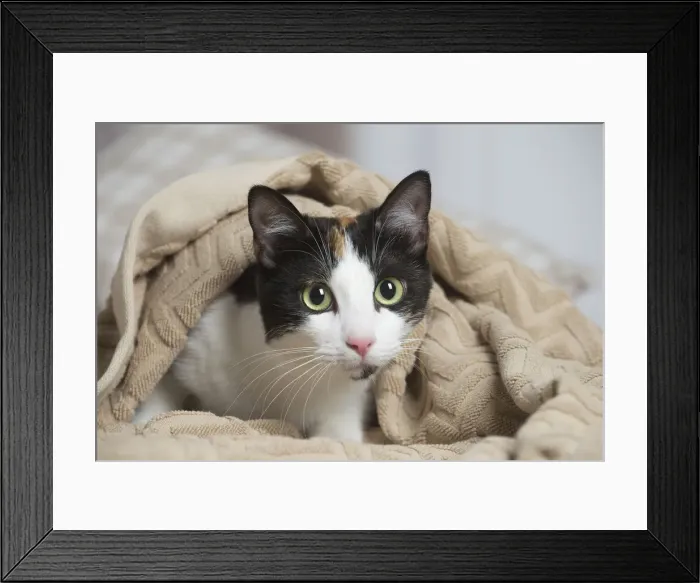 Framed Print : 13131948. Calico cat indoors Date Framed Print : 13131948. Calico cat indoors Date