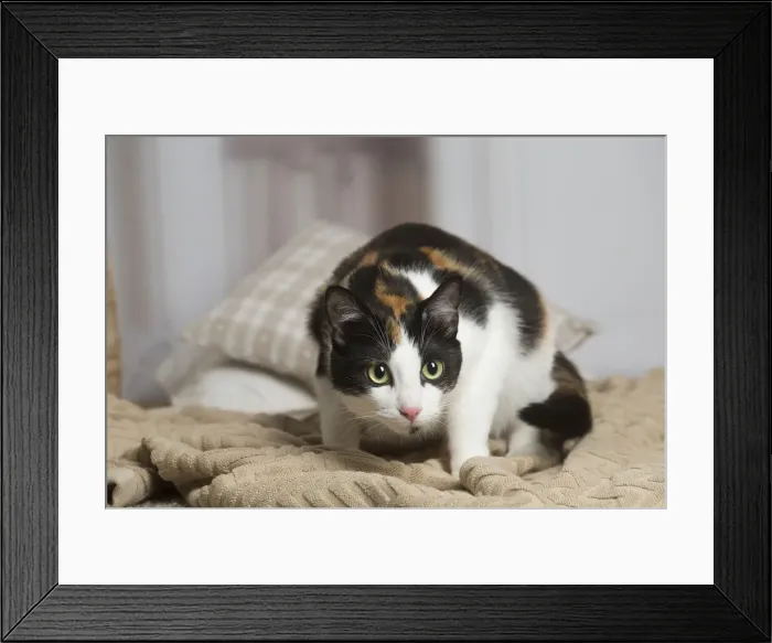 Framed Print : 13131947. Calico cat indoors Date Framed Print : 13131947. Calico cat indoors Date
