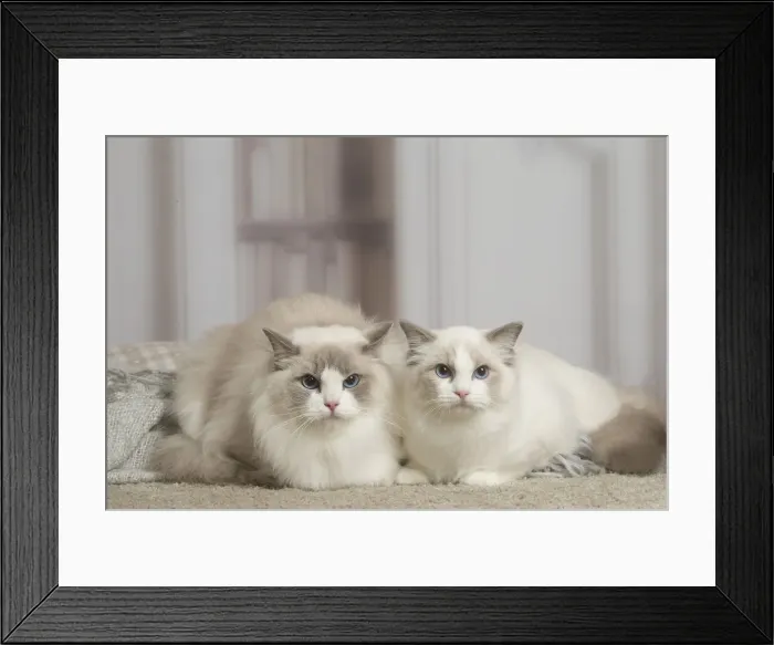 Framed Print : 13131950. Blue Ragdoll cat indoors Date Framed Print : 13131950. Blue Ragdoll cat indoors Date